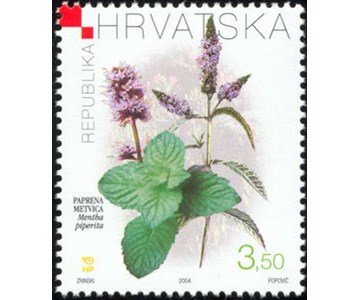 HRVATSKA FLORA - PAPRENA METVICA - Mentha piperita (L.) HUDS.