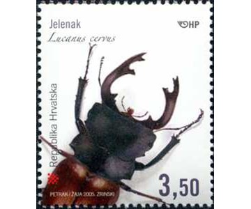 HRVATSKA FAUNA - Jelenak – Lucanus cervus  