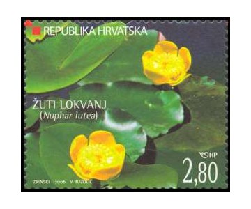 HRVATSKA FLORA - Žuti lokvanj 