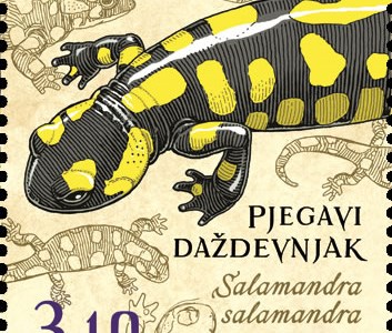 HRVATSKA FAUNA - VODOZEMCI, Pjegavi daždevnjak 