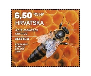 HRVATSKA FAUNA – SIVA PČELA, matica