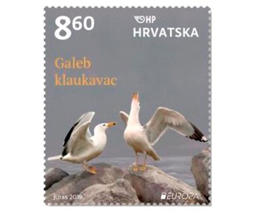 EUROPA – PTICE, galeb klaukavac