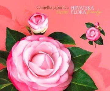 HRVATSKA FLORA – KAMELIJE 