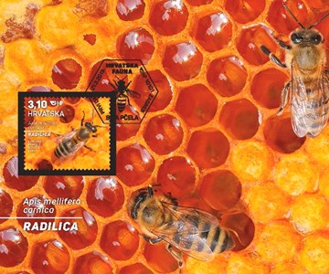HRVATSKA FAUNA – SIVA PČELA