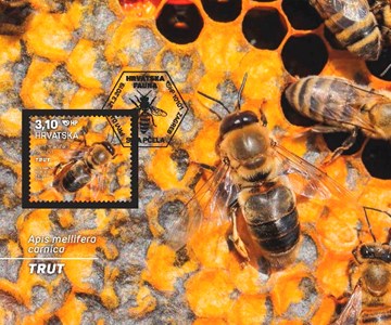 HRVATSKA FAUNA – SIVA PČELA