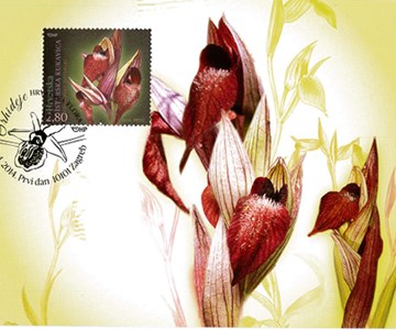 HRVATSKA FLORA – ENDEMIČNE ORHIDEJE