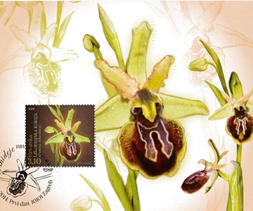 HRVATSKA FLORA – ENDEMIČNE ORHIDEJE