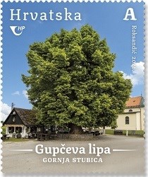 HRVATSKA FLORA,  Gupčeva lipa u Gornjoj Stubici