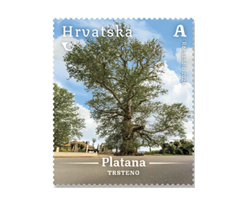HRVATSKA FLORA, Azijska platana u Trstenom