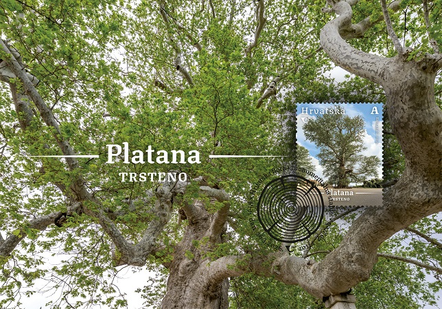 HRVATSKA FLORA, Azijska platana u Trstenom
