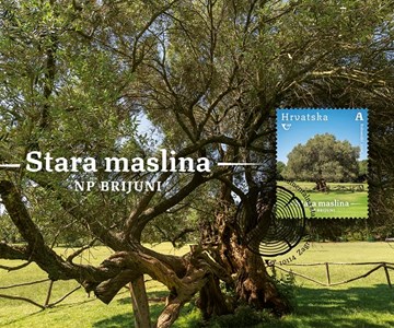 HRVATSKA FLORA – MONUMENTALNA STABLA HRVATSKE