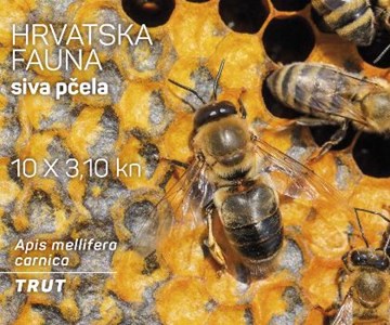 HRVATSKA FAUNA – SIVA PČELA