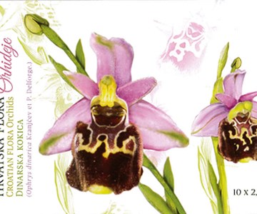 HRVATSKA FLORA – ENDEMIČNE ORHIDEJE