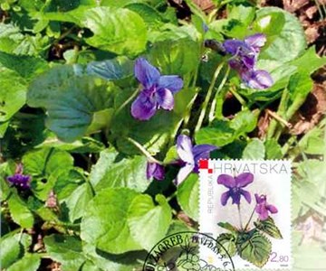 HRVATSKA FLORA - LJEKOVITO BILJE