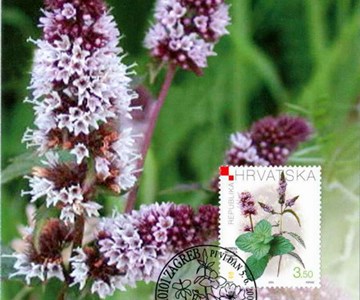 HRVATSKA FLORA - LJEKOVITO BILJE