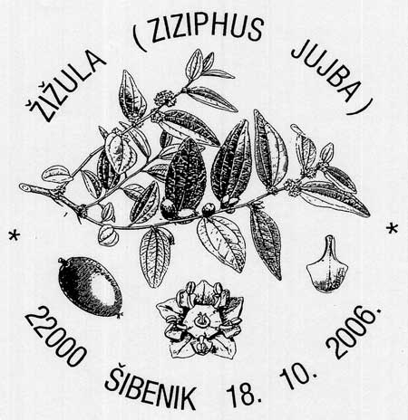 ŽIŽULA (ZIZIPHUS JUJBA)